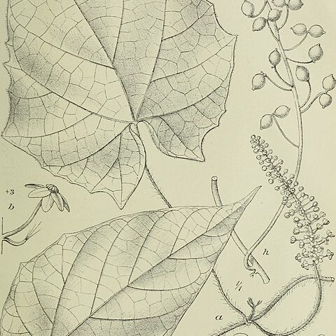 Dioscoreophyllum unspecified picture
