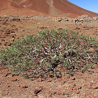 Commiphora wildii unspecified picture