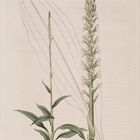 Goodyera procera unspecified picture