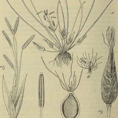 Hydatellaceae unspecified picture