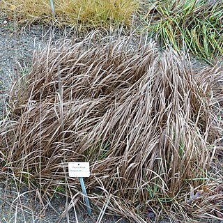 Hierochloe repens unspecified picture