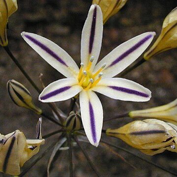 Triteleia hendersonii unspecified picture