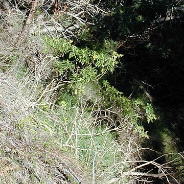 Dubautia plantaginea unspecified picture