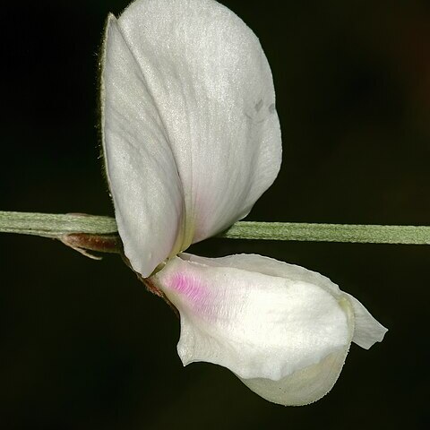Tephrosia longipes unspecified picture