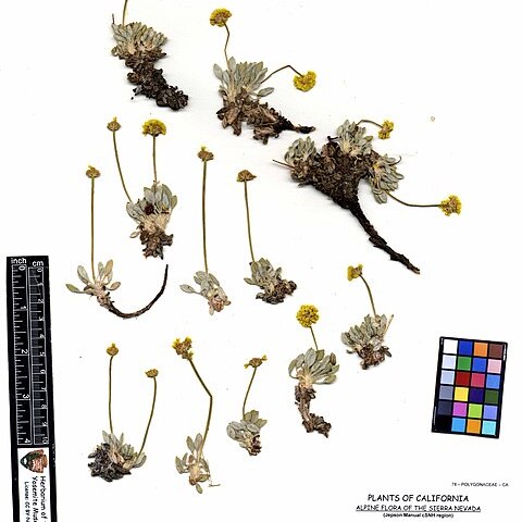 Eriogonum rosense unspecified picture