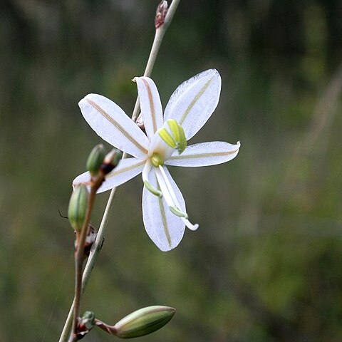 Chlorophytum galpinii unspecified picture