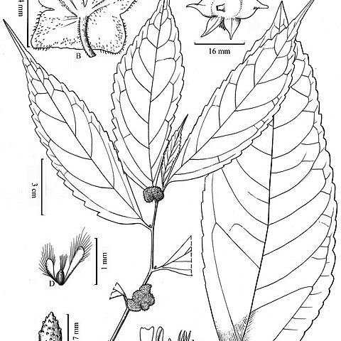 Elatostema malipoense unspecified picture