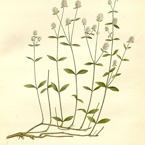 Alternanthera multicaulis unspecified picture