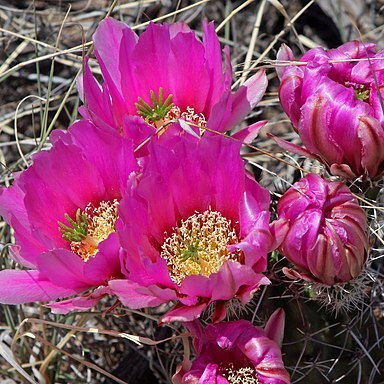 Echinocereus fendleri subsp. fendleri unspecified picture