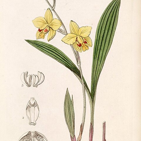 Spathoglottis pubescens unspecified picture