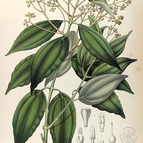 Cinnamomum sintoc unspecified picture
