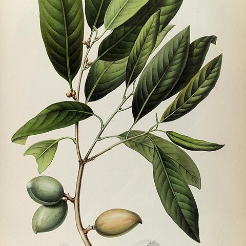 Myristica iners unspecified picture
