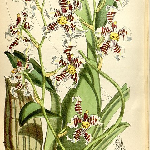 Cyrtochilum zebrinum unspecified picture