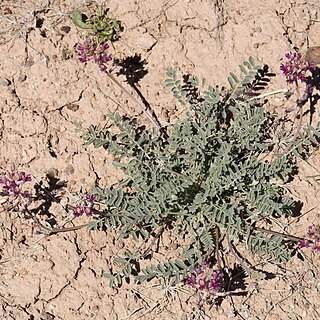 Astragalus tephrodes unspecified picture