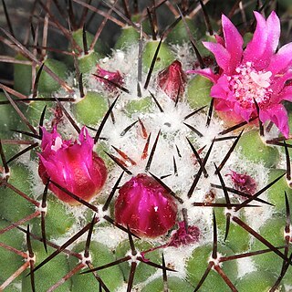 Mammillaria polythele unspecified picture