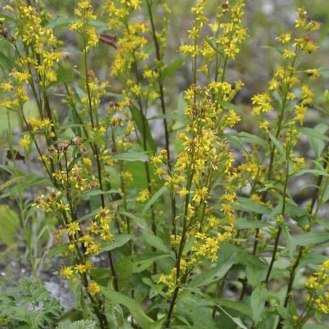 Solidago virgaurea subsp. virgaurea unspecified picture
