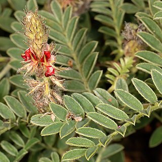 Indigofera daleoides unspecified picture