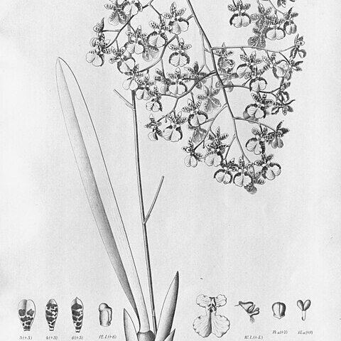 Grandiphyllum pohlianum unspecified picture