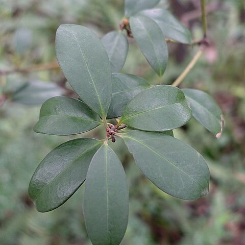 Illicium micranthum unspecified picture
