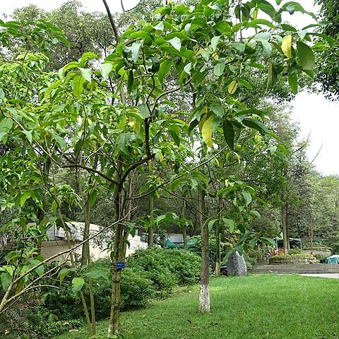 Itoa unspecified picture
