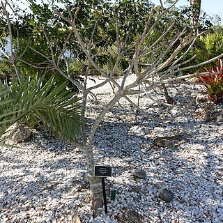 Plumeria clusioides unspecified picture