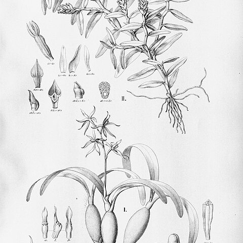 Prosthechea bulbosa unspecified picture