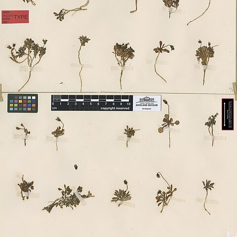 Wahlenbergia congesta unspecified picture