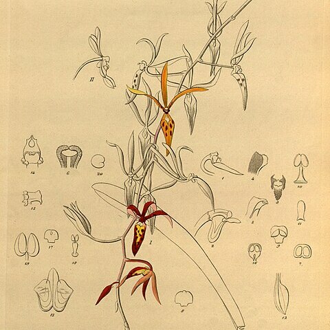 Renanthera elongata unspecified picture
