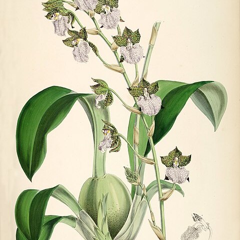 Rhynchostele ureskinneri unspecified picture
