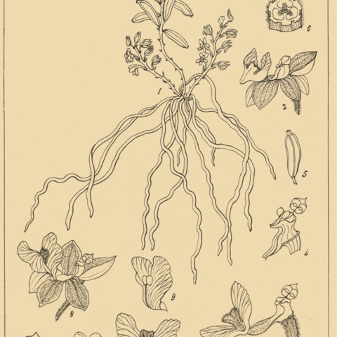 Chiloschista fasciata unspecified picture