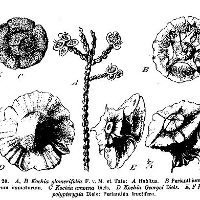 Maireana glomerifolia unspecified picture