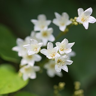 Porana unspecified picture