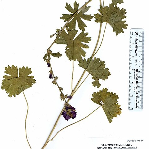 Sidalcea asprella unspecified picture