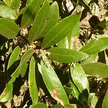 Euclea natalensis unspecified picture