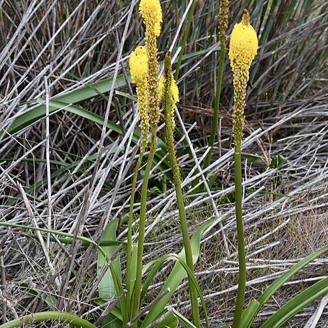Bulbinella latifolia unspecified picture
