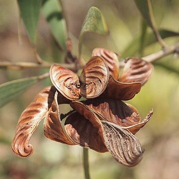 Acacia disparrima unspecified picture