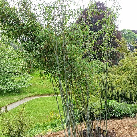 Fargesia papyrifera unspecified picture