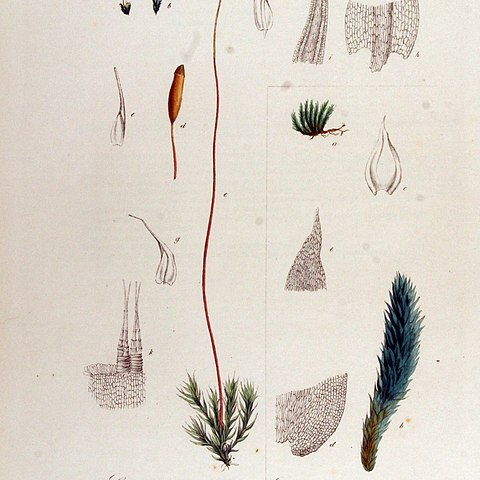 Ceratodon unspecified picture