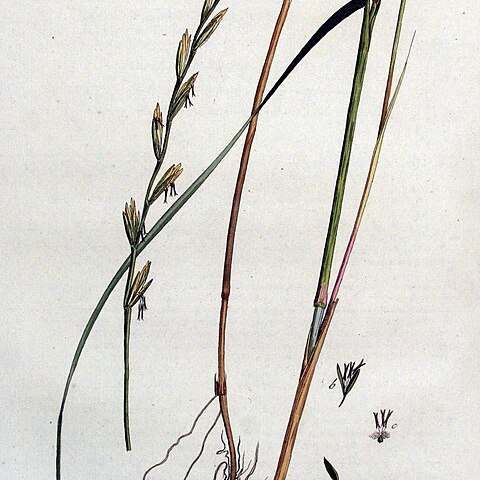 Elymus farctus unspecified picture