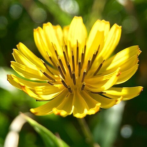 Ixeris japonica unspecified picture