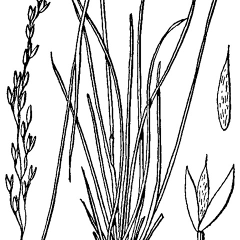 Piptatheropsis unspecified picture