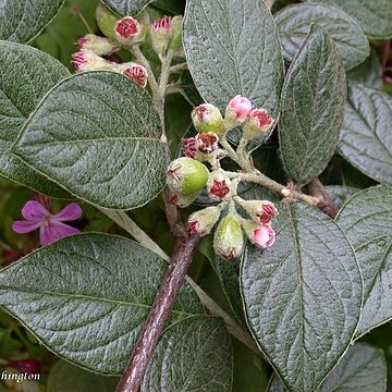 Cotoneaster sternianus unspecified picture