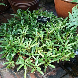 Neoregelia fluminensis unspecified picture