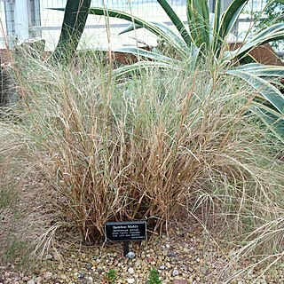 Muhlenbergia dumosa unspecified picture
