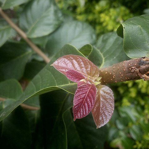 Holoptelea integrifolia unspecified picture