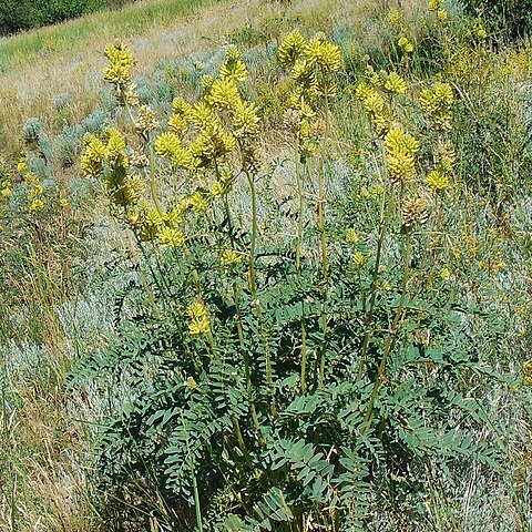 Astragalus ponticus unspecified picture