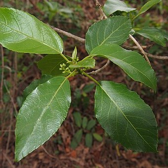 Claoxylon tenerifolium subsp. tenerifolium unspecified picture