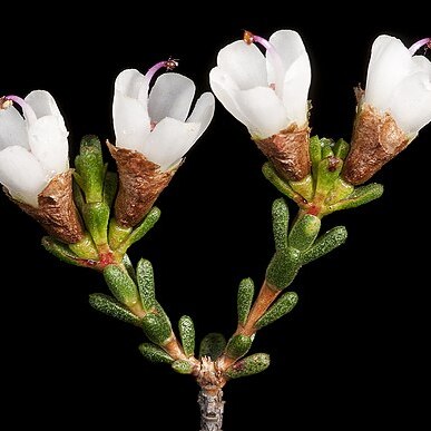 Chamelaucium pauciflorum unspecified picture