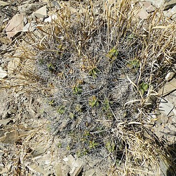 Echinocereus cinerascens subsp. cinerascens unspecified picture
