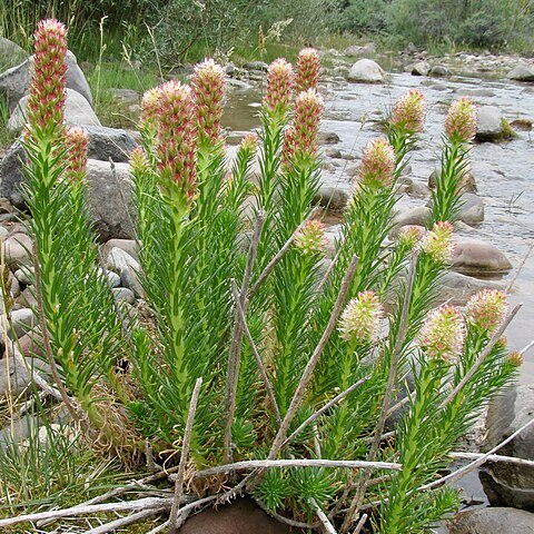 Rhodiola semenovii unspecified picture